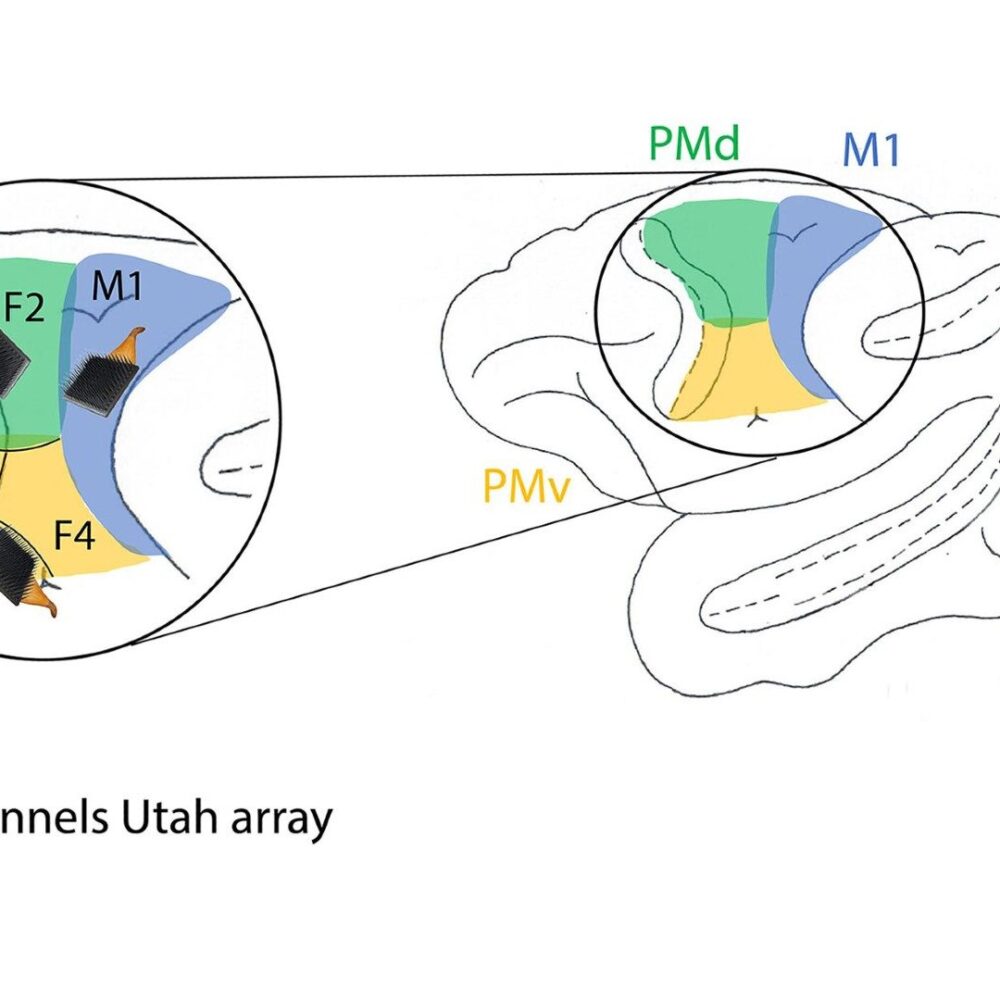 Monkeys Navigate Virtual Worlds Using Thought Alone in New BCI Study